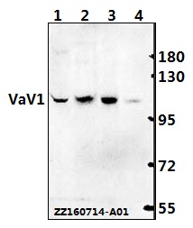 Western blot (WB) analysis of VaV1 (A168) pAb at 1:500 dilution Lane1:Hela whole cell lysate(40ug) Lane2:Jurkat whole cell lysate(40ug) Lane3:The spleen tissue lysate of Mouse(40ug) Lane4:The spleen tissue lysate of Rat(40ug)