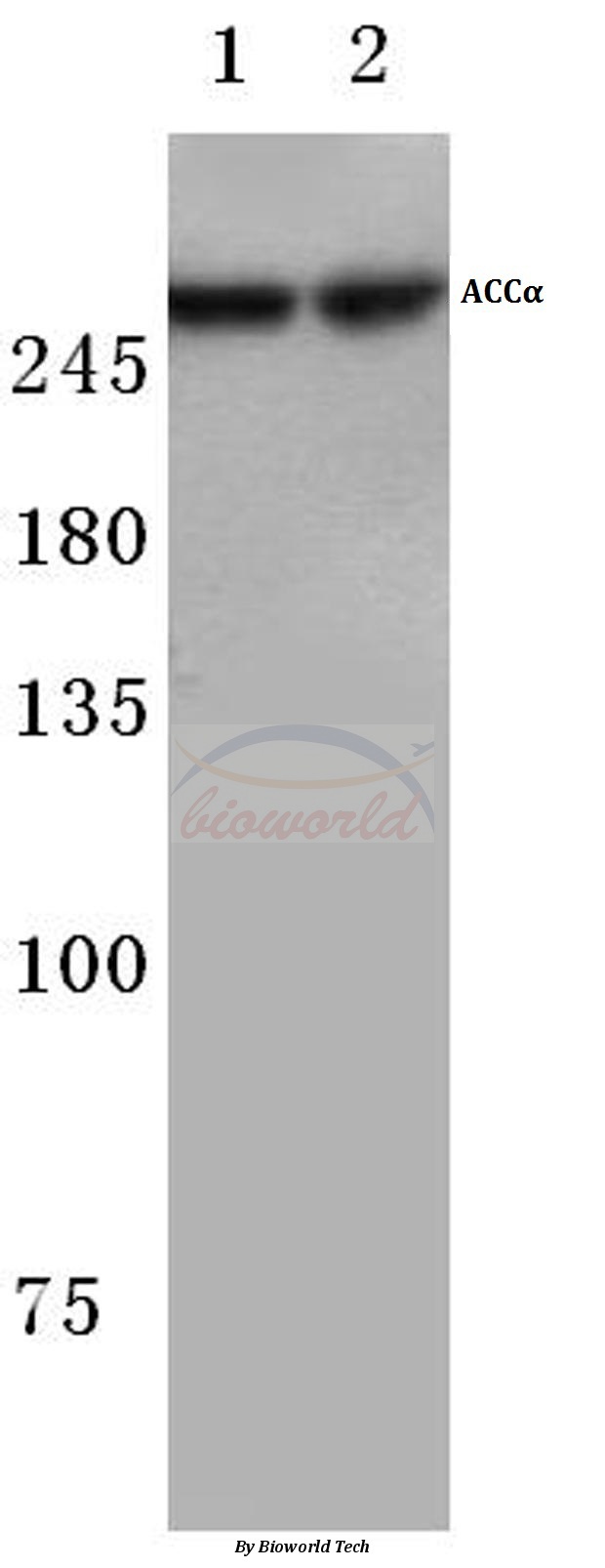 Western blot (WB) analysis of ACCα (H74) pAb at 1:500 dilution Lane1:Hela cell lysate Lane2:NIH-3T3 cell lysate