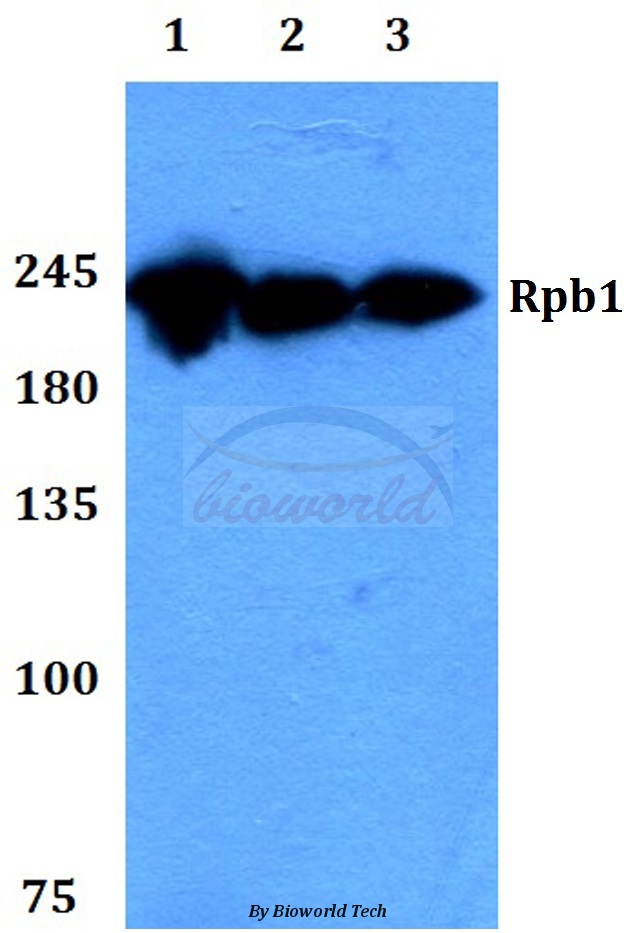 Western blot (WB) analysis of Rpb1 (P1613) pAb at 1:500 dilution Lane1:Hela whole cell lysate Lane2:Raw264.7 whole cell lysate Lane3:PC12 whole cell lysate