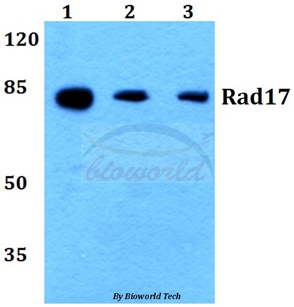 Western blot (WB) analysis of Rad17 (A639) pAb at 1:500 dilution Lane1:HEK293T whole cell lysate Lane2:sp2/0 whole cell lysate Lane3:PC12 whole cell lysate