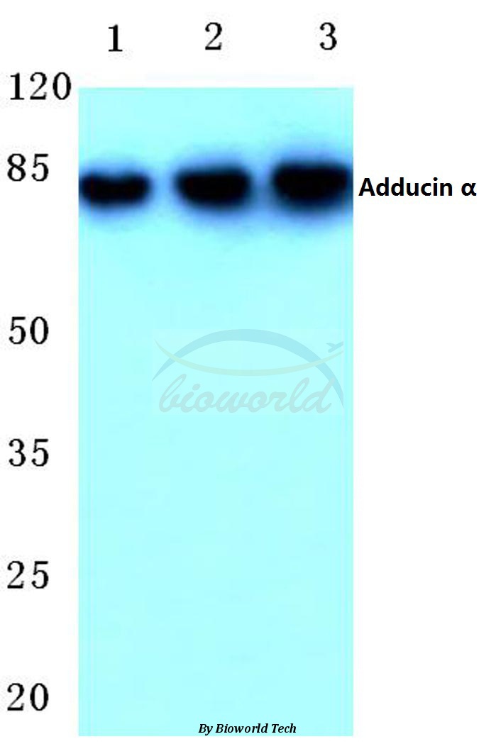 Western blot (WB) analysis of Adducin α (K439) pAb at 1:500 dilution Lane1:HEK293T cell lysate treated with PMA Lane2:Raw264.7 cell lysate treated with PMA Lane3:Rat brain tissue lysate