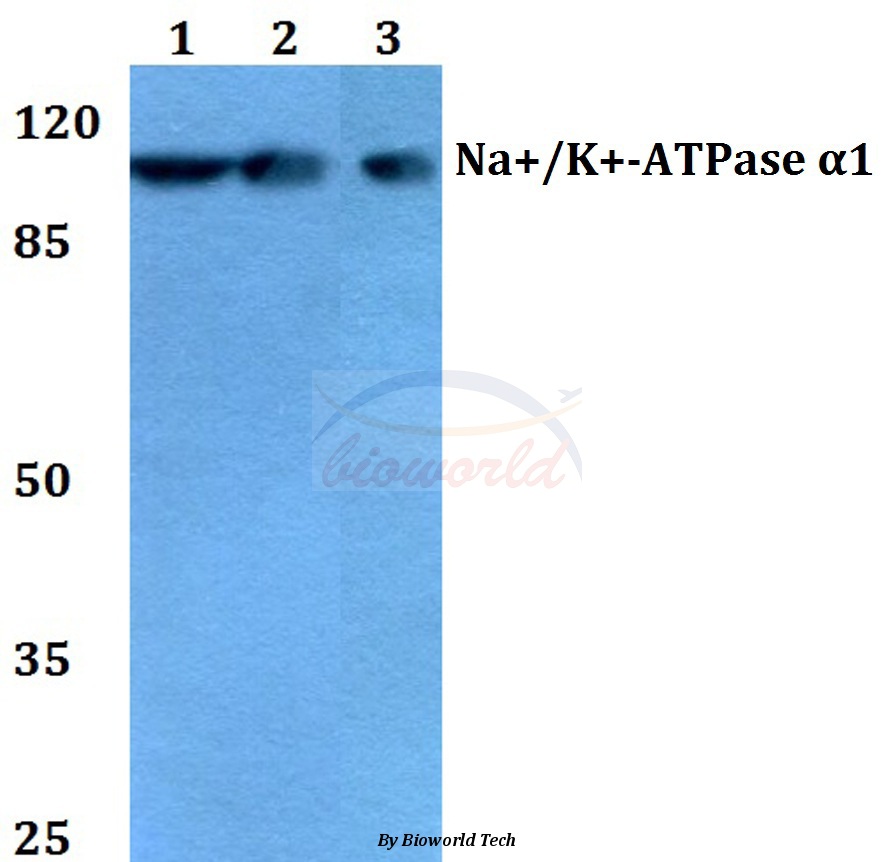 Western blot (WB) analysis of Na+/K+-ATPase α1 (Y10) pAb at 1:500 dilution Lane1:HEK293T whole cell lysate Lane2:Raw264.7 whole cell lysate Lane3:H9C2 whole cell lysate