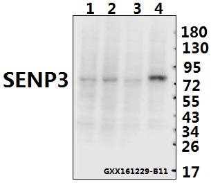 Western blot (WB) analysis of SENP3 (Y24) pAb at 1:500 dilution Lane1:C6 whole cell lysate(40ug) Lane2:NIH-3T3 whole cell lysate(40ug) Lane3:Hela whole cell lysate(40ug) Lane4:COS-7 whole cell lysate(40ug)