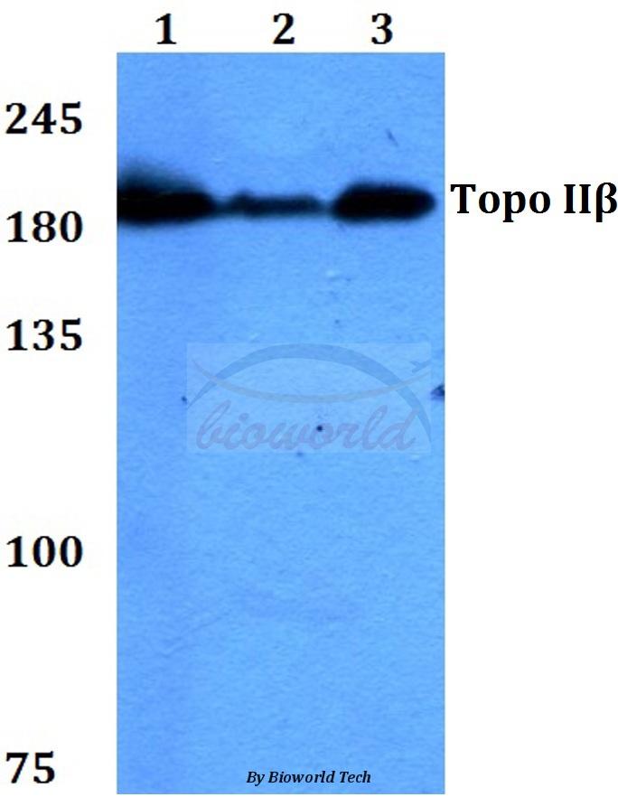 Western blot (WB) analysis of Topo IIβ (A32) pAb at 1:500 dilution Lane1:HEK293T whole cell lysate Lane2:Raw264.7 whole cell lysate Lane3:PC12 whole cell lysate