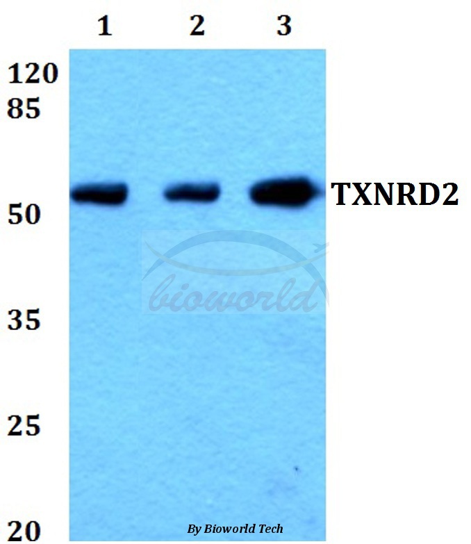 Western blot (WB) analysis of TXNRD2 (S501) pAb at 1:500 dilution Lane1:A549 whole cell lysate Lane2:Mouse brain tissue lysate Lane3:PC12 whole cell lysate