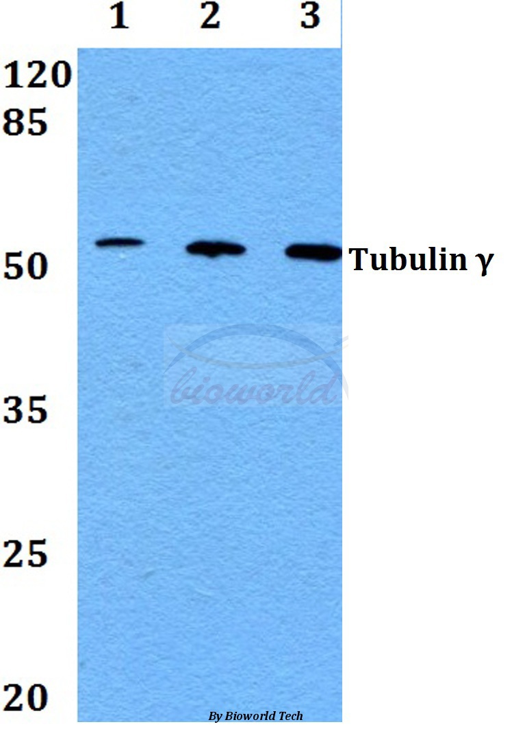 Western blot (WB) analysis of Tubulin γ (F414) pAb at 1:500 dilution Lane1:HEK293T whole cell lysate Lane2:Raw264.7 whole cell lysate Lane3:H9C2 whole cell lysate
