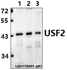 Western blot (WB) analysis of USF2 (D226) pAb at 1:500 dilution Lane1:HEK293T whole cell lysate Lane2:NIH-3T3 whole cell lysate Lane3:PC12 whole cell lysate