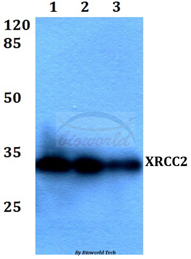 Western blot (WB) analysis of XRCC2 (F240) pAb at 1:500 dilution Lane1:HEK293T whole cell lysate Lane2:Raw264.7 whole cell lysate Lane3:H9C2 whole cell lysate
