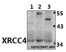 Western blot (WB) analysis of XRCC4 (N291) pAb at 1:500 dilution Lane1:HEK293T whole cell lysate Lane2:Raw264.7 whole cell lysate Lane3:H9C2 whole cell lysate