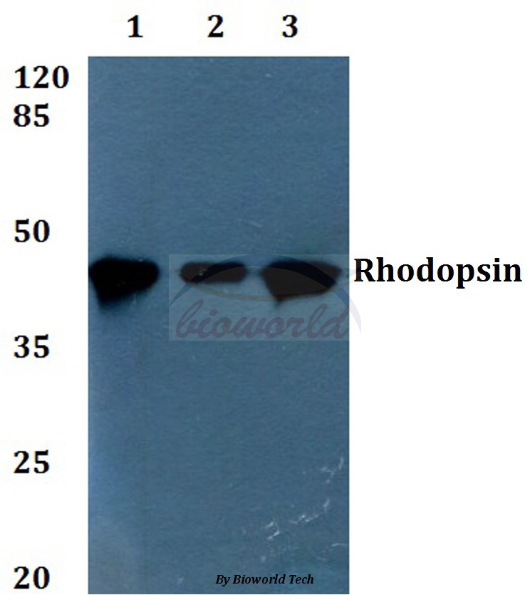 Western blot (WB) analysis of Rhodopsin (L328) pAb at 1:500 dilution Lane1:Hela whole cell lysate Lane2:Raw264.7 whole cell lysate Lane3:PC12 whole cell lysate