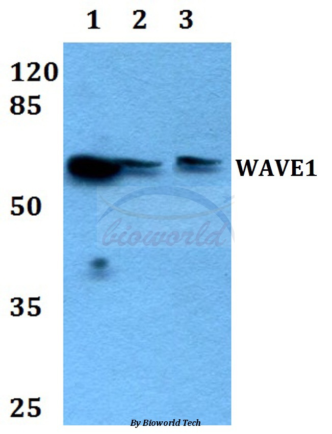 Western blot (WB) analysis of WAVE1 (I119) pAb at 1:500 dilution Lane1:HEK293T whole cell lysate Lane2:Raw264.7 whole cell lysate Lane3:H9C2 whole cell lysate