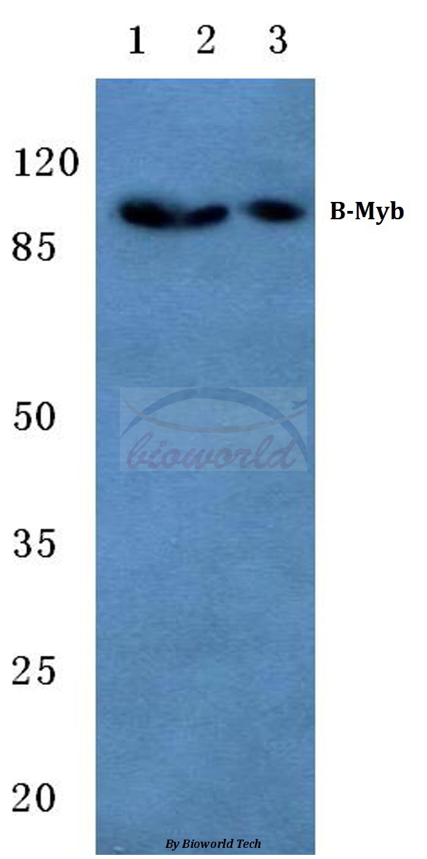 Western blot (WB) analysis of B-Myb (G573/577) pAb in extracts from K562 cells.