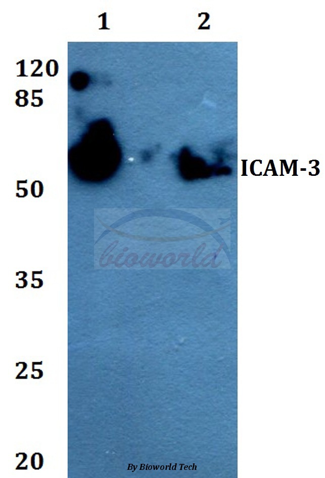 Western blot (WB) analysis of ICAM-3 (Q514) pAb at 1:500 dilution Lane1:A549 whole cell lysate Lane2:Raw264.7 whole cell lysate