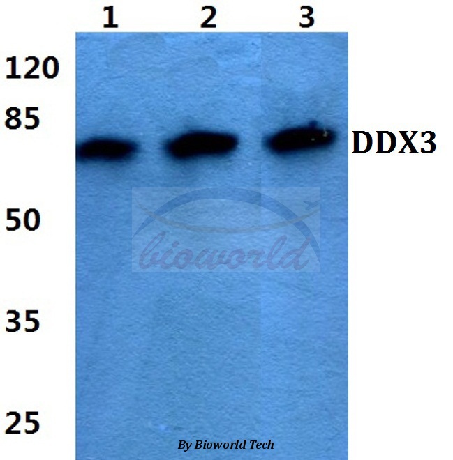 Western blot (WB) analysis of DDX3 (L318)) pAb at 1:500 dilution Lane1:Hela cell lysate Lane2:Raw264.7 cell lysate Lane3:H9C2 cell lysate