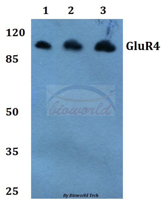 Western blot (WB) analysis of GluR4 (K858) pAb at 1:500 dilution Lane1:Hela whole cell lysate Lane2:NIH-3T3 whole cell lysate Lane3:H9C2 whole cell lysate