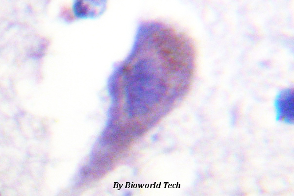 Immunohistochemistry (IHC) analyzes of HRS (L330) pAb in paraffin-embedded human brain tissue.