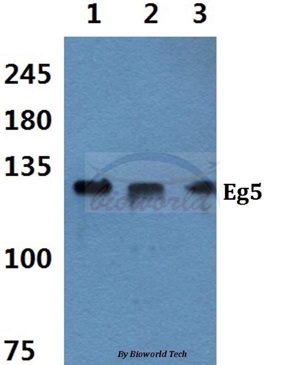 Western blot (WB) analysis of Eg5 (P923) pAb at 1:500 dilution Lane1:Hela cell lysate Lane2:sp2/0 cell lysate Lane3:PC12 cell lysate