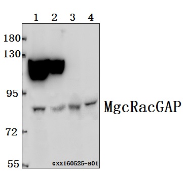 Western blot (WB) analysis of MgcRacGAP (L383) pAb at 1:500 dilution Lane1:HEK293T whole cell lysate(40ug) Lane2:HCC827 whole cell lysate(40ug) Lane3:The Testis tissue lysate of Rat(40ug) Lane4:The Testis tissue lysate of Mouse(40ug)