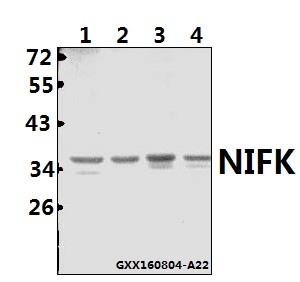 Western blot (WB) analysis of NIFK (D229) pAb at 1:500 dilution Lane1:HCT116 whole cell lysate(40ug) Lane2:SGC7901 whole cell lysate(40ug) Lane3:CT26 whole cell lysate(40ug) Lane4:PC12 whole cell lysate(40ug)