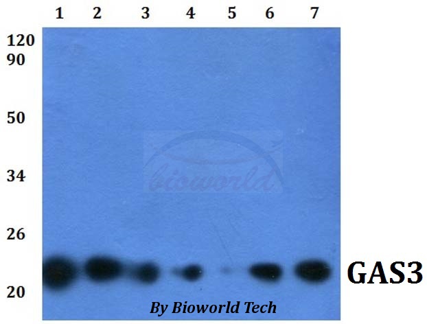 Western blot (WB) analysis of GAS3 (A142) pAb at 1:500 dilution Lane1:Hela whole cell lysate Lane2:HEK293T whole cell lysate Lane3:A549 whole cell lysate Lane4:RAW264.7 whole cell lysate Lane5:sp20 whole cell lysate Lane6:PC12 whole cell lysate Lane7:H