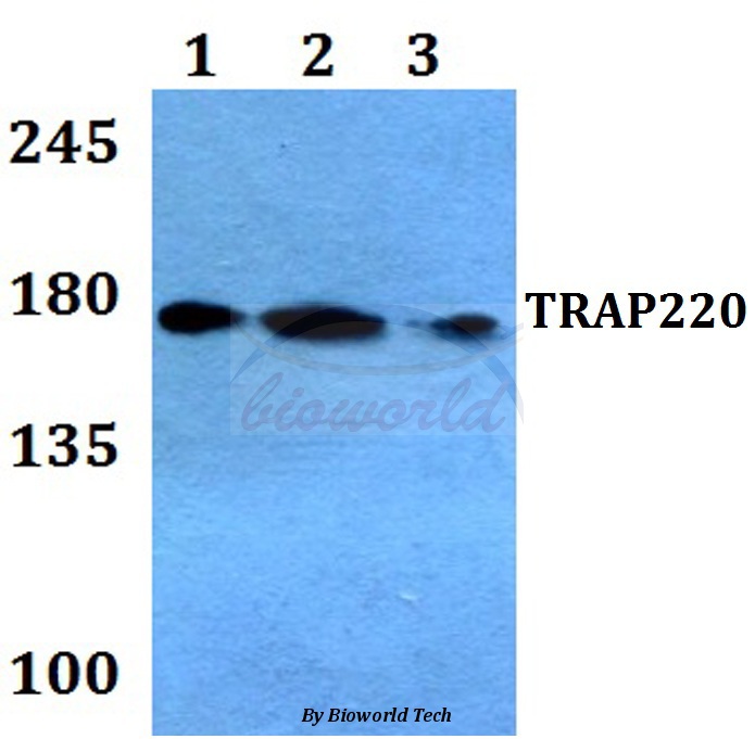Western blot (WB) analysis of TRAP220 (S1451) pAb at 1:500 dilution Lane1:A549 whole cell lysate Lane2:Raw264.7 whole cell lysate Lane3:H9C2 whole cell lysate