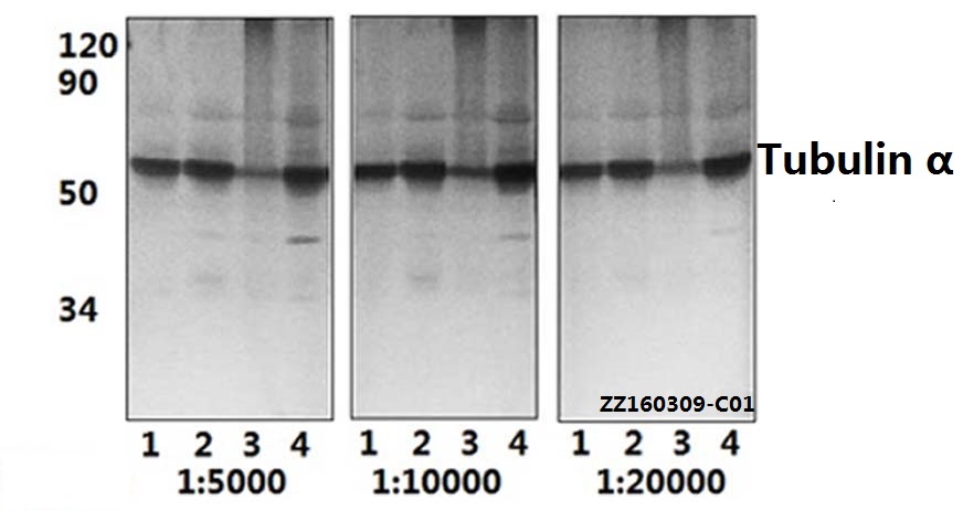 Western blot (WB) analysis of Tubulin α (G436) pAb at 1:5000/1:10000/1:20000 dilution Lane1:HEK293T whole cell lysate(40ug) Lane2:Hela whole cell lysate(40ug) Lane3:AML-12 whole cell lysate(40ug) Lane4:C6 whole cell lysate(40ug)