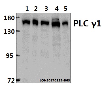 Western blot (WB) analysis of PLC γ1 (G765) pAb at 1:500 dilution Lane1:Hela cell lysate Lane2:sp2/0 cell lysate Lane3:H9C2 cell lysate