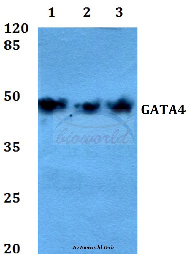Western blot (WB) analysis of GATA4 (P101) pAb at 1:500 dilution Lane1:A549 whole cell lysate Lane2:Raw264.7 whole cell lysate Lane3:PC12 whole cell lysate
