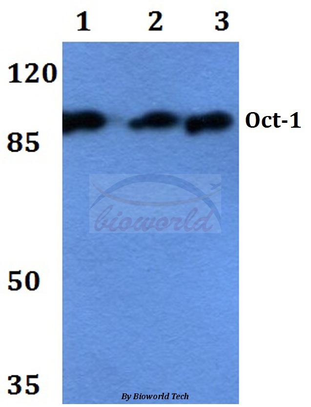 Western blot (WB) analysis of Oct-1 (K381) pAb at 1:500 dilution Lane1:HEK293T whole cell lysate Lane2:Raw264.7 whole cell lysate Lane3:H9C2 whole cell lysate