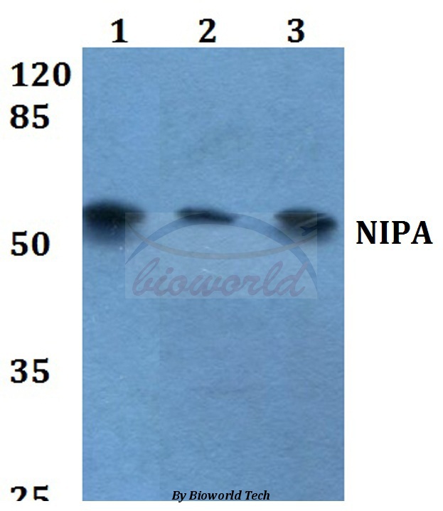 Western blot (WB) analysis of NIPA (S350) pAb at 1:500 dilution Lane1:HEK293T whole cell lysate Lane2:Raw264.7 whole cell lysate Lane3:H9C2 whole cell lysate