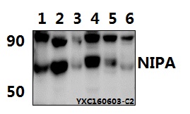 Western blot (WB) analysis of NIPA (S350) pAb at 1:500 dillution Lane1:HEK293T whole cell lysate Lane2:U-87MG whole cell lysate Lane3:H9C2 whole cell lysate Lane4:CT-26 whole cell lysate Lane5:The Testis tissue lysate of Mouse Lane6:The Testis tissue ly
