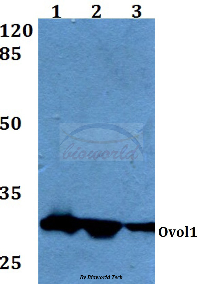 Western blot (WB) analysis of Ovol1 (K16) pAb at 1:500 dilution Lane1:HEK293T whole cell lysate Lane2:Raw264.7 whole cell lysate Lane3:PC12 whole cell lysate