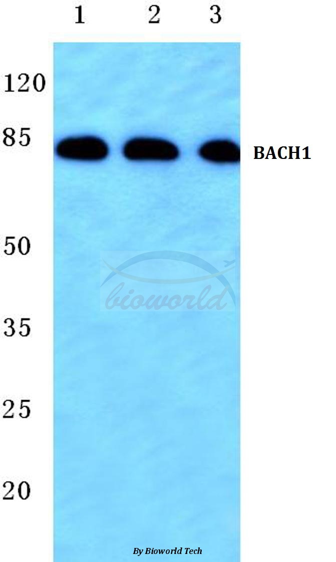 Western blot (WB) analysis of BACH1 (L160) pAb at 1:500 dilution Lane1:Hela cell lysate Lane2:sp2/0 cell lysate Lane3:H9C2 cell lysate