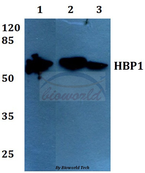 Western blot (WB) analysis of HBP1 (L468) pAb at 1:500 dilution Lane1:HEK293T whole cell lysate Lane2:Raw264.7 whole cell lysate Lane3:PC12 whole cell lysate