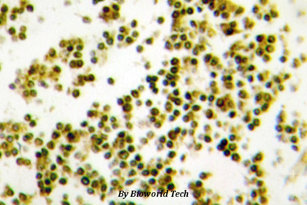 Immunohistochemistry (IHC) analyzes of Musculin (R167) pAb in paraffin-embedded human lymph node tissue.