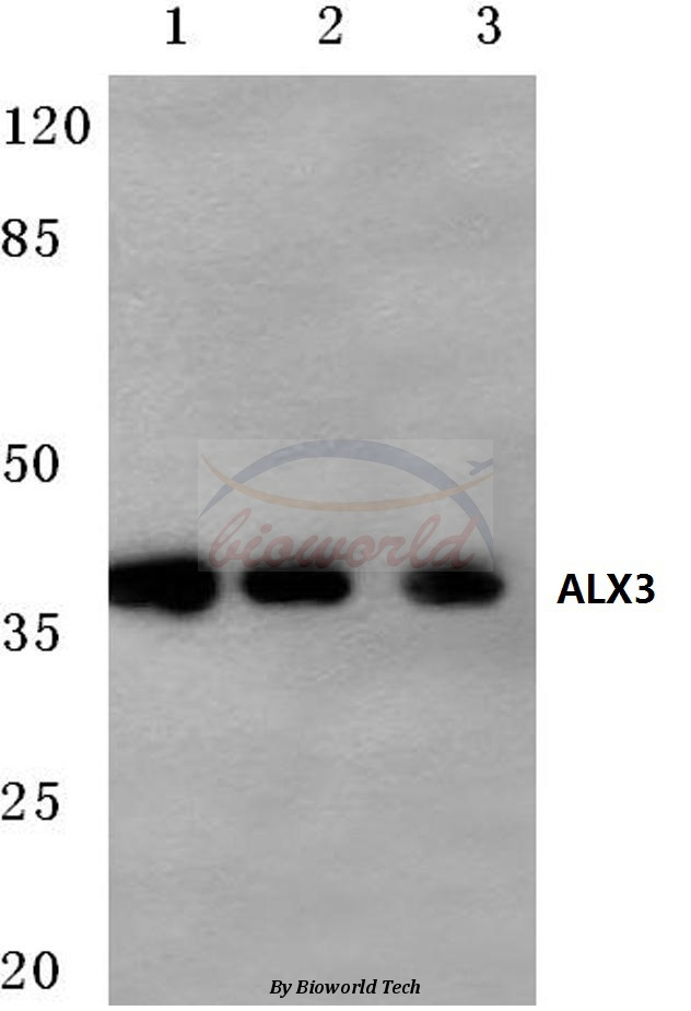 Western blot (WB) analysis of ALX3 (R203) pAb at 1:500 dilution Lane1:Hela cell lysate Lane2:NIH-3T3 cell lysate Lane3:Rat brain tissue lysate
