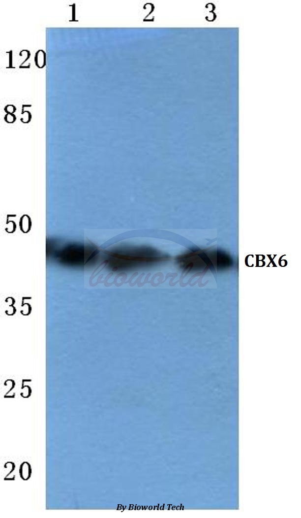 Western blot (WB) analysis of CBX6 (K18) pAb at 1:500 dilution Lane1:Hela cell lysate Lane2:Raw264.7 cell lysate Lane3:H9C2 cell lysate
