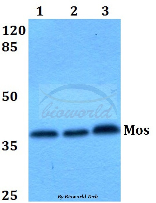 Western blot (WB) analysis of Mos (T93) pAb at 1:500 dilution Lane1:DLD whole cell lysate Lane2:Raw264.7 whole cell lysate Lane3:PC12 whole cell lysate