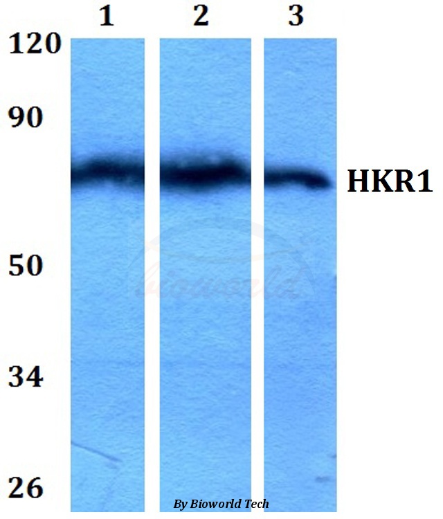 Western blot (WB) analysis of HKR1 (W154) pAb at 1:500 dilution Lane1:HEK293T whole cell lysate Lane2:Raw264.7 whole cell lysate Lane3:PC12 whole cell lysate