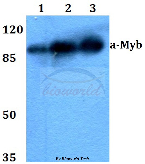 Western blot (WB) analysis of a-Myb (D259) pAb at 1:500 dilution Lane1:HEK293T whole cell lysate Lane2:Raw264.7 whole cell lysate Lane3:PC12 whole cell lysate
