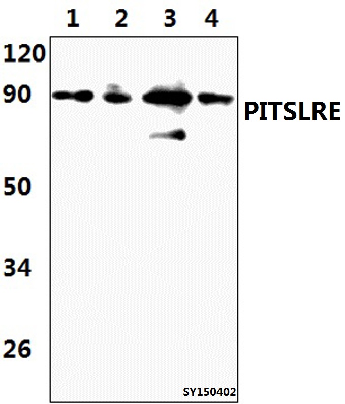 Western blot (WB) analysis of PITSLRE (K20) pAb at 1:1000 dilution Lane1:HEK293T whole cell lysate (46μg) Lane2:H9C2 whole cell lysate (56μg) Lane3:Raw264.7 whole cell lysate (51μg) Lane4:NIH/3T3 whole cell lysate (43μg)