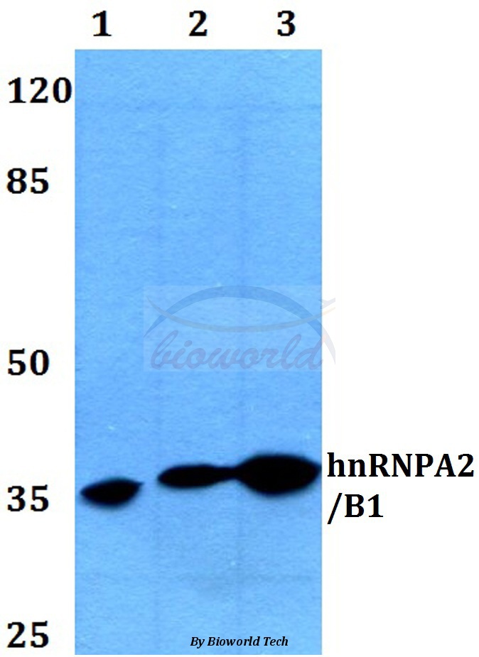 Western blot (WB) analysis of hnRNP A2/B1 (E11) pAb at 1:500 dilution Lane1:A549 whole cell lysate Lane2:Raw264.7 whole cell lysate Lane3:H9C2 whole cell lysate