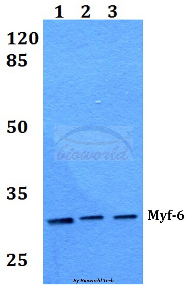 Western blot (WB) analysis of Myf-6 (R150) pAb at 1:500 dilution Lane1:HEK293T whole cell lysate Lane2:Raw264.7 whole cell lysate Lane3:H9C2 whole cell lysate