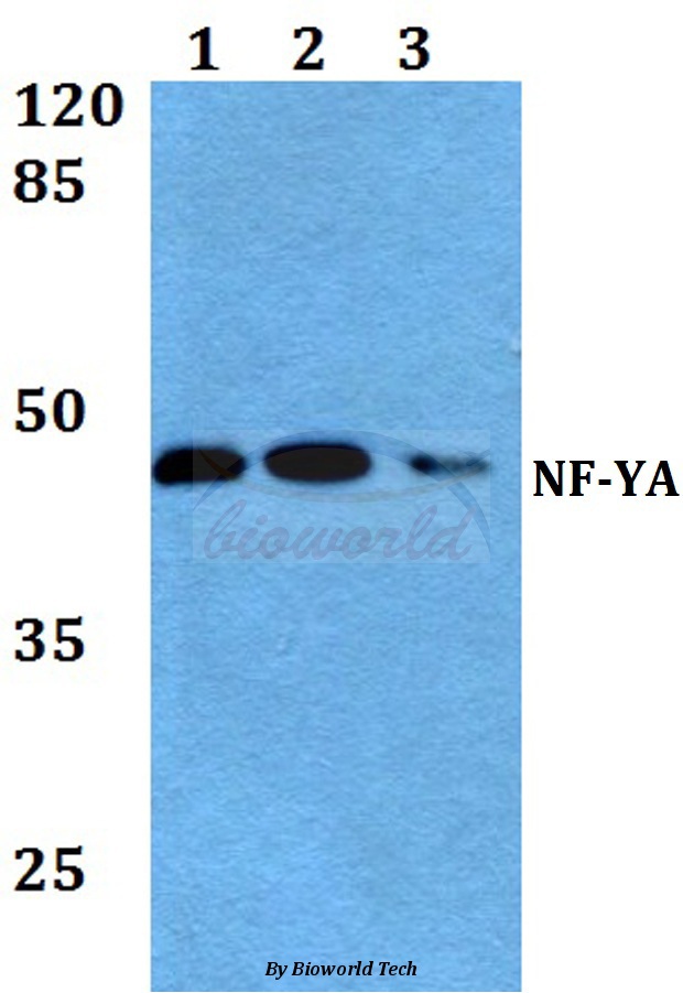 Western blot (WB) analysis of NF-YA (K290) pAb at 1:500 dilution Lane1:A549 whole cell lysate Lane2:Raw264.7 whole cell lysate