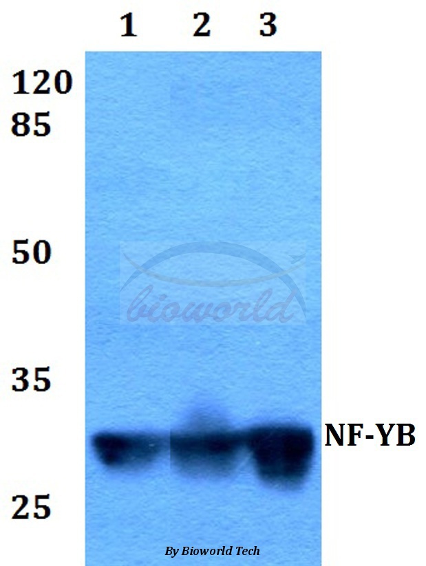 Western blot (WB) analysis of NF-YB (Q30) pAb at 1:500 dilution Lane1:HEK293T whole cell lysate Lane2:Raw264.7 whole cell lysate Lane3:PC12 whole cell lysate