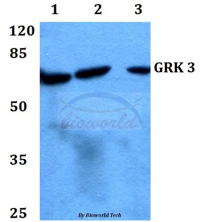 Western blot (WB) analysis of GRK 3 (F391) pAb at 1:500 dilution Lane1:HEK293T whole cell lysate Lane2:Raw264.7 whole cell lysate Lane3:PC12 whole cell lysate
