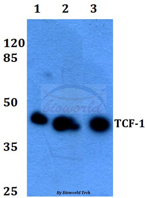 Western blot (WB) analysis of TCF-1 (F26) pAb at 1:500 dilution Lane1:HEK293T whole cell lysate Lane2:Raw264.7 whole cell lysate Lane3:H9C2 whole cell lysate