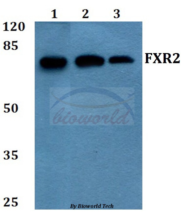 Western blot (WB) analysis of FXR2 (E576) pAb at 1:500 dilution Lane1:HEK293T whole cell lysate Lane2:NIH-3T3 whole cell lysate Lane3:H9C2 whole cell lysate