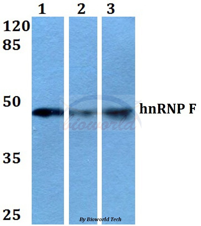 Western blot (WB) analysis of hnRNP F (Y47) pAb at 1:500 dilution Lane1:HEK293T whole cell lysate Lane2:Raw264.7 whole cell lysate Lane3:PC12 whole cell lysate
