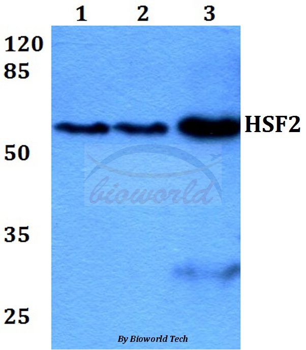 Western blot (WB) analysis of HSF2 (R432) pAb at 1:500 dilution Lane1:HEK293T whole cell lysate Lane2:Raw264.7 whole cell lysate Lane3:H9C2 whole cell lysate